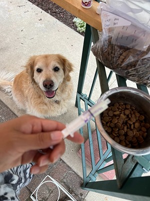 dog taking medication with food