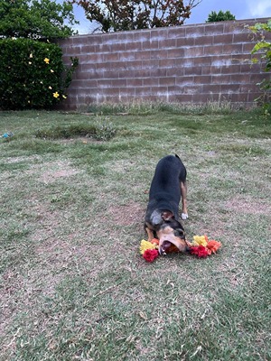 chihuahua, Dachshund, Miniature Pinscher mix playing with toy