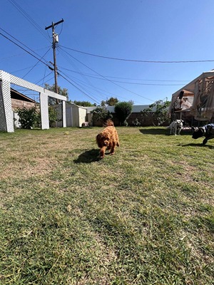 Goldendoodle in backyard