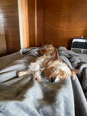 Two Yorkshire Terrier lying down on bed
