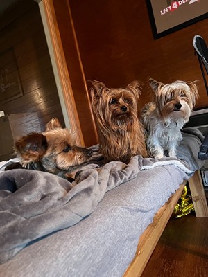 Three Yorkshire Terriers